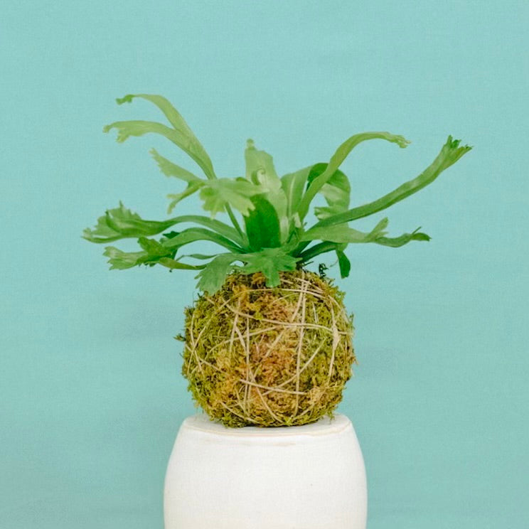 Kokedama - Botanical Workshop Thursday 5.22 at 6:30p