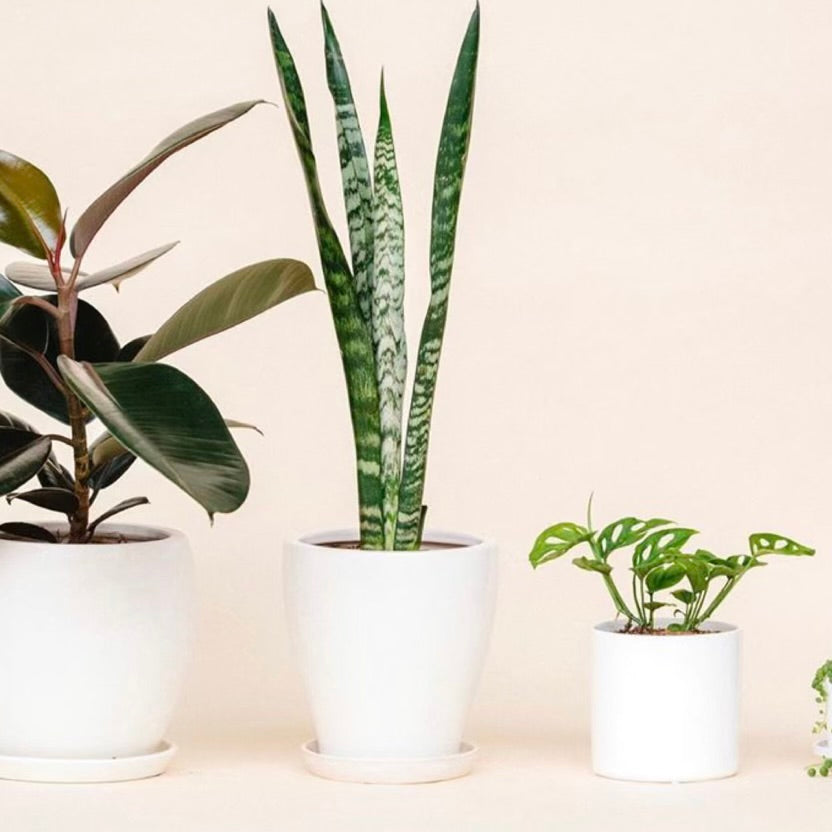 Houseplant