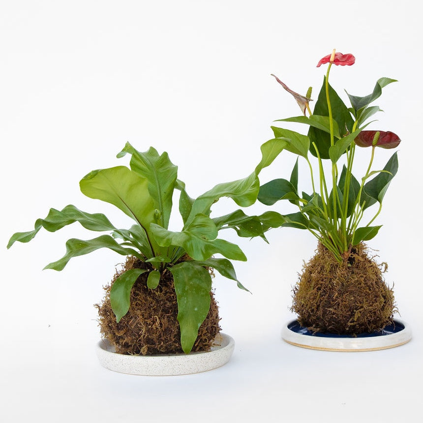 Kokedama - Botanical Workshop Thursday 5.22 at 6:30p