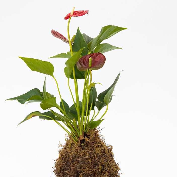 Kokedama - Botanical Workshop Thursday 5.22 at 6:30p