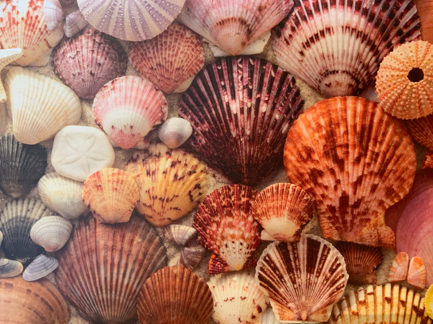 Vibrant seashells puzzle