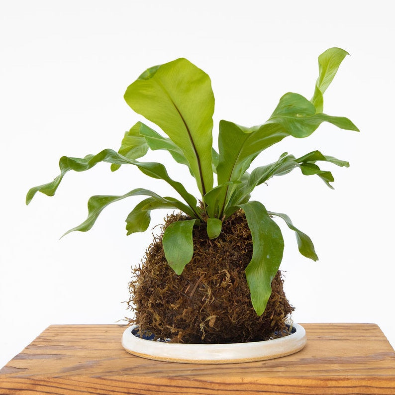 Kokedama Workshop - Wednesday August 16th at 6p